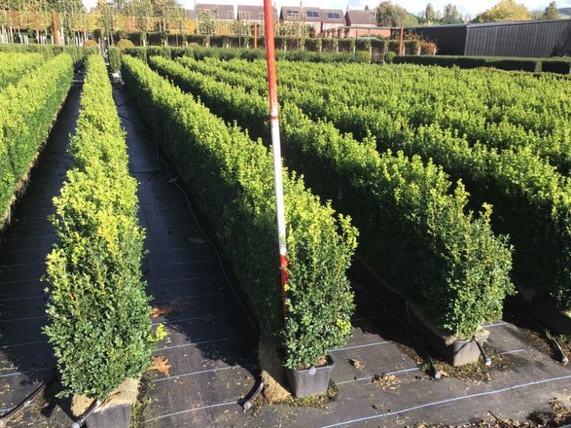 Instant Hedge Common Box (Buxus sempervirens) in trough.